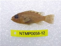 藏品(吉利慈鯛)的圖片